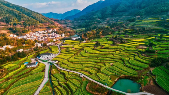 大堰镇油菜花盛开时节俯瞰图 奉化区供图